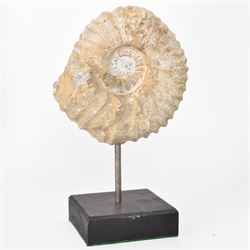 Ammonite fossil, mounted upon a rectangular wooden base, age; Cretaceous period, location; Morocco, H18cm