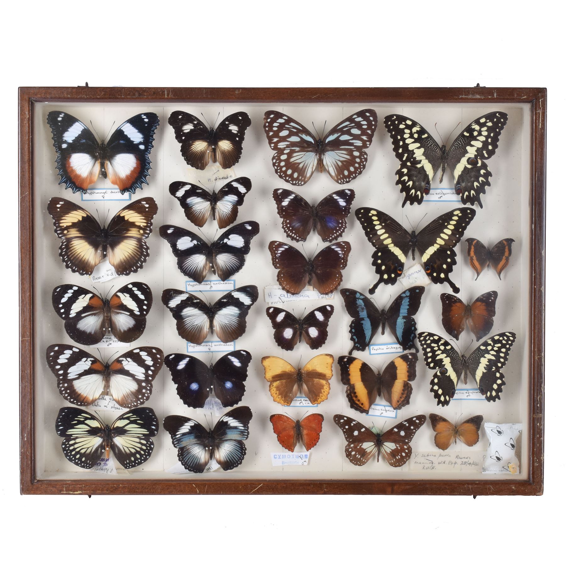 Entomology: Single glazed display of African butterflies, circa 20th century, single glazed display containing twenty six various specimens, many with attached data labels and name labels, all pinned upon foam backing, enclosed within a glazed entomology drawer, makers label to verso 'Product of J.J Hill & Son, London N.W.10' H35cm, L45cm