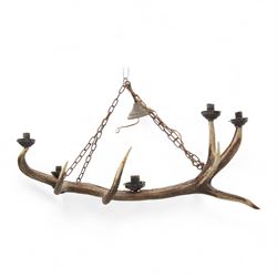 Single deer antler light fitting, with five fitted lights, L80cm