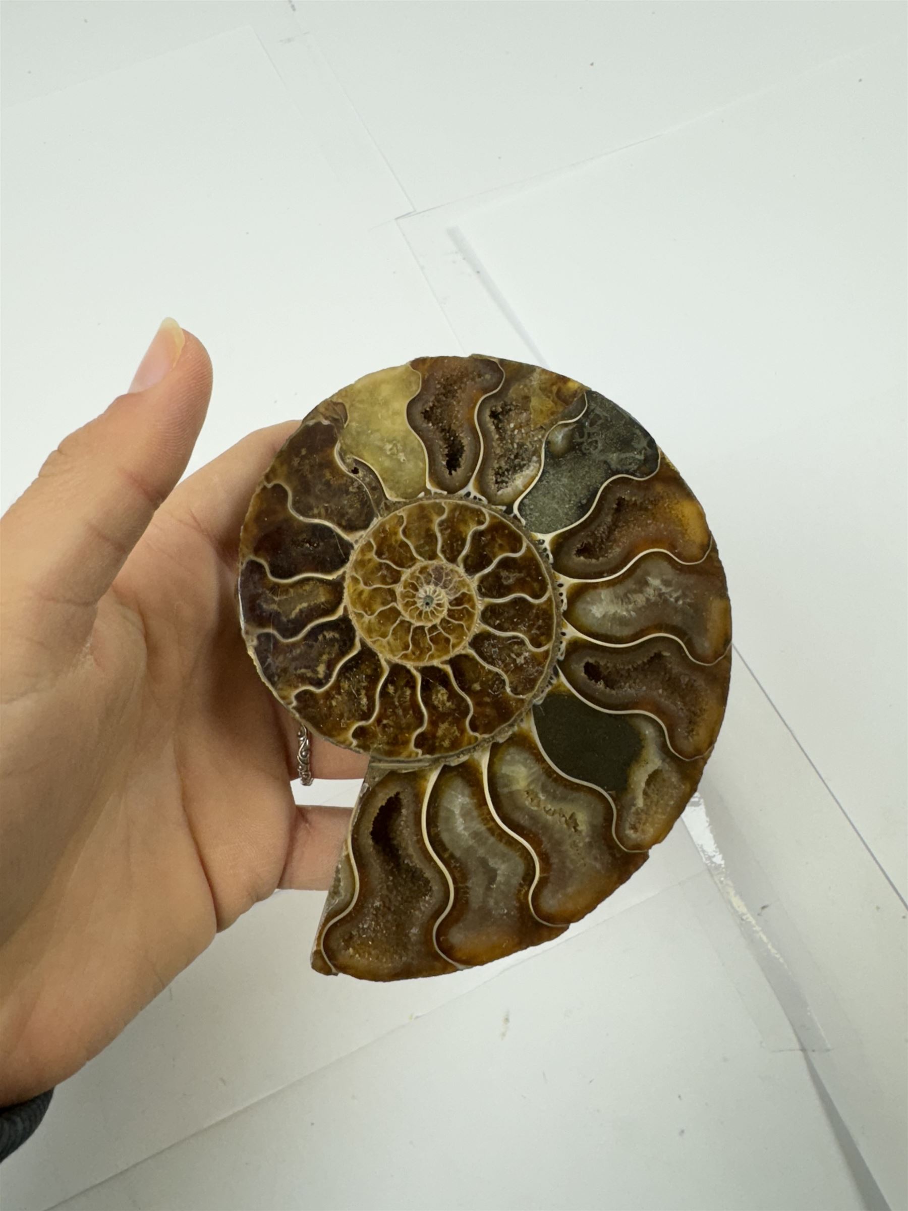 Pair of Cleoniceras ammonite fossil slices, with polished finish, age: Cretaceous period, location: Madagascar, D12cm