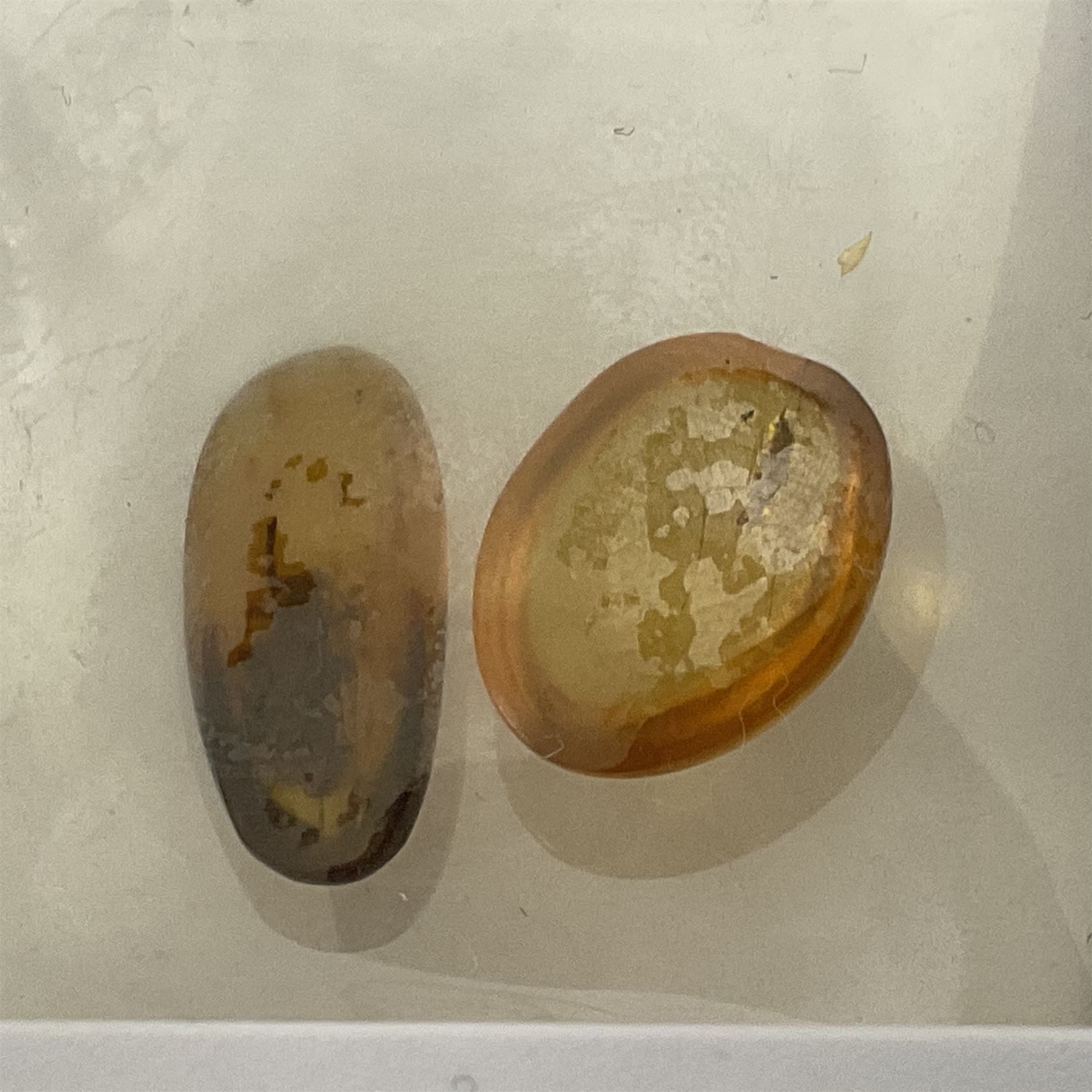 Seven polished amber samples, some with insect inclusions