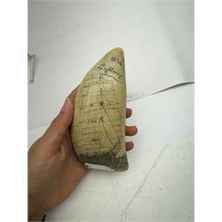 19th century scrimshaw sperm whale tooth, inscribed 1854 Lightening to one side and Red Jacket to the other with a ship at sea, H15cm 