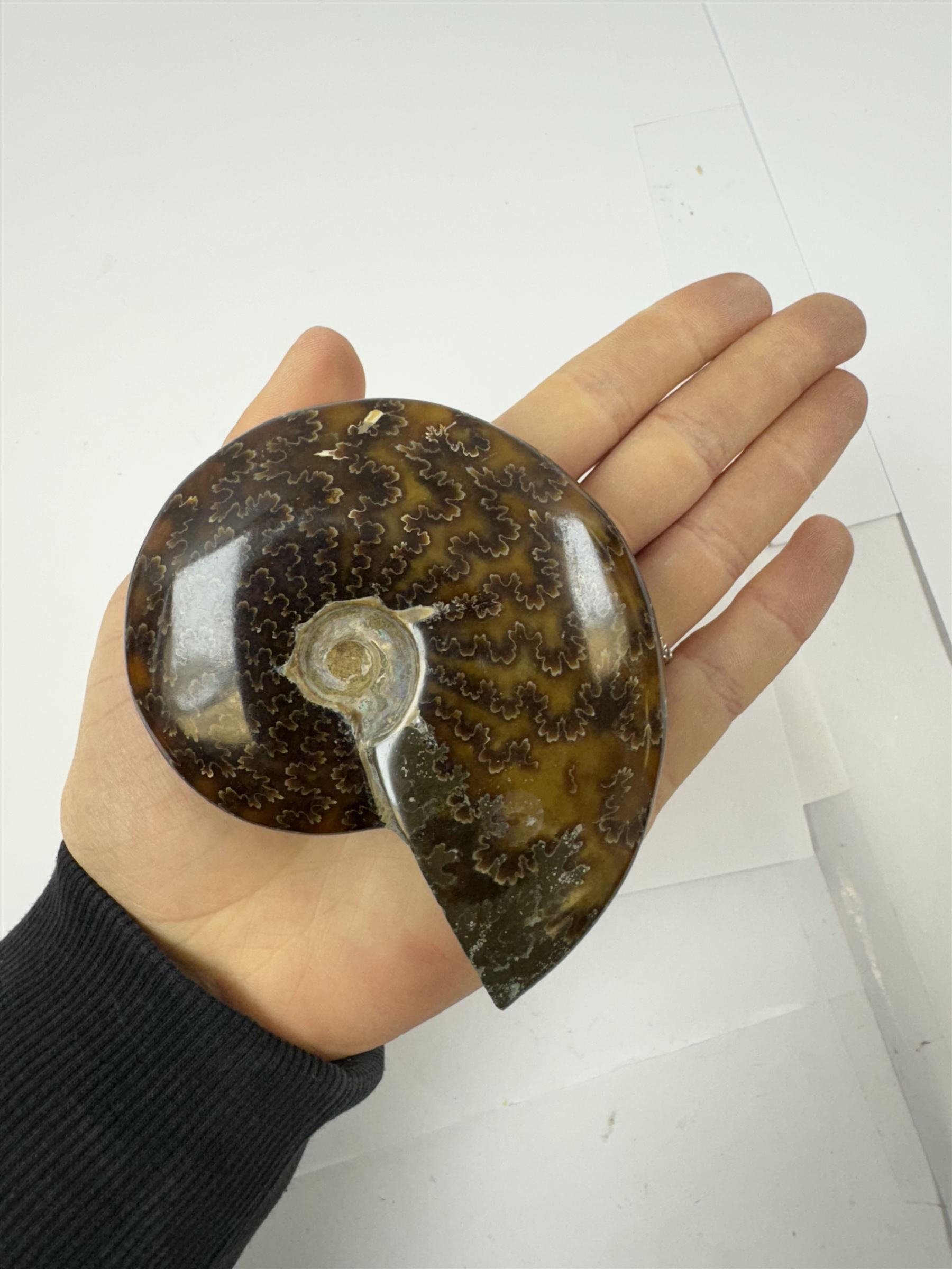 Two Cleoniceras ammonite fossils, with polished finish, age: Cretaceous period, location: Madagascar, D9cm