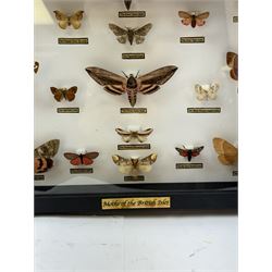 Entomology: Single glazed display of Moths of the British Isles, circa 20th century, single glazed display containing seventeen various specimens, including Privet Hawk moth, Eyed Hawk moth, Fox moth, some with attached data labels, all pinned upon foam backing and named labels, enclosed within a glazed ebonised display case, H28cm, L39cm