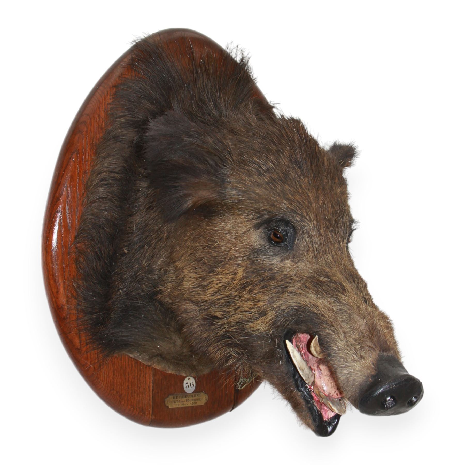 Taxidermy: European Wild Boar (Sus scrofa), adult male shoulder mount looking straight ahead mouth agape, mounted upon a wooden shield, the shield with brass plaque engraved Herbeumont (Tete ma Bourique) 19 Nov 1901, H66cm