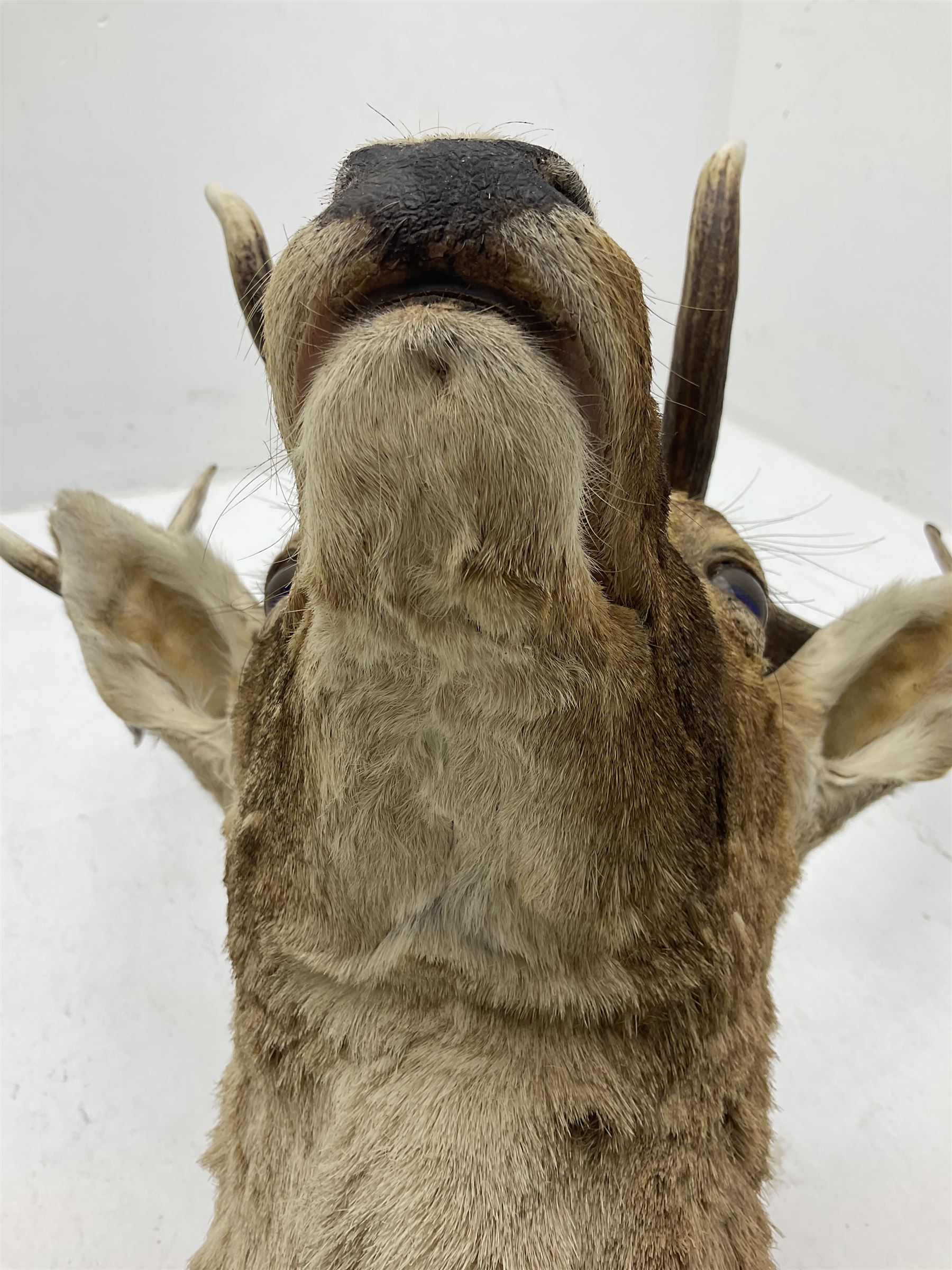 Taxidermy: European Fallow Deer (Dama dama), adult buck shoulder mount looking straight ahead, mounted upon a wooden shield, H110cm D55cm