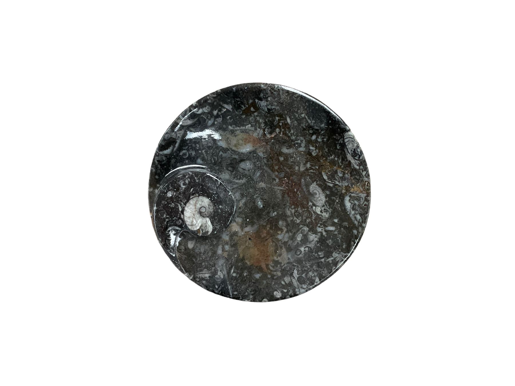 Circular dish with a raised goniatite and orthoceras and goniatite inclusions, age: Devonian period, location: Morocco, D11cm