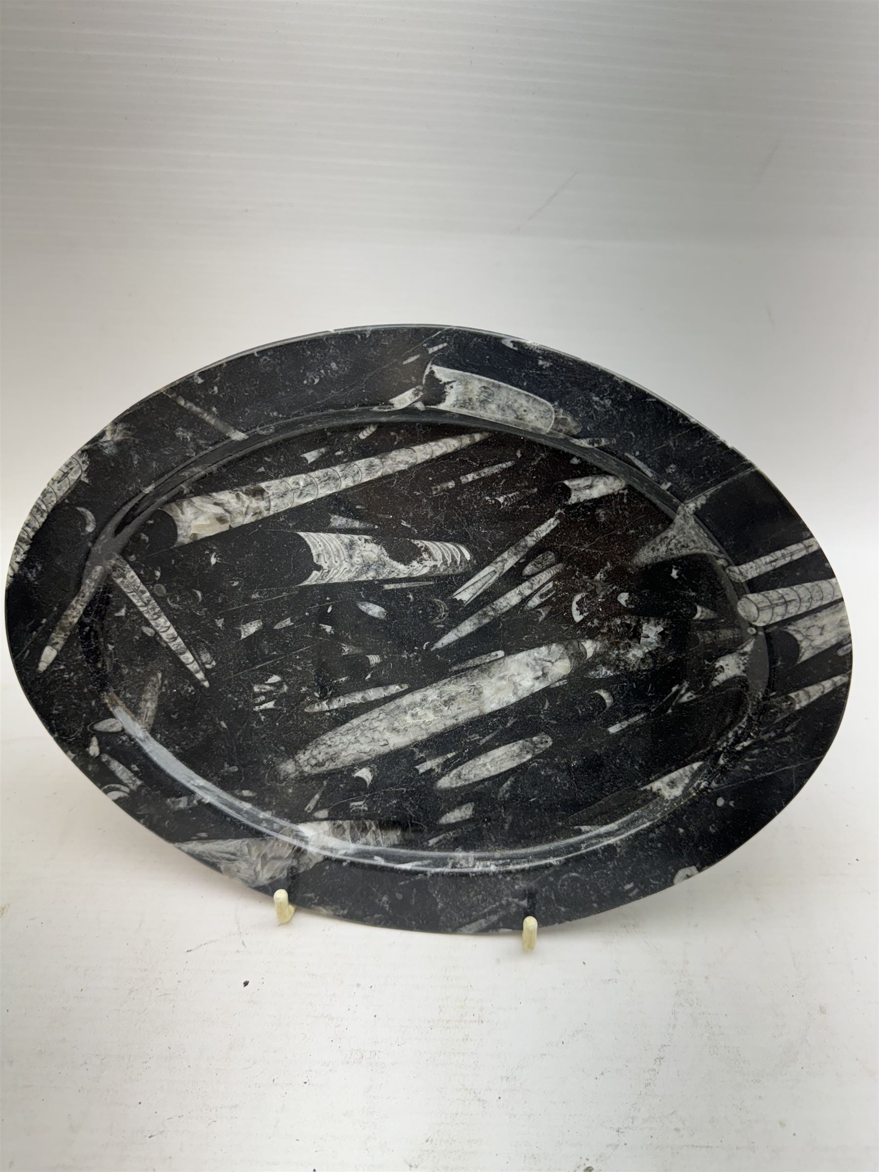 Pair of oval plates, each with Orthoceras and Goniatite inclusions, age: Devonian period, location: Morocco, L26cm, D19cm