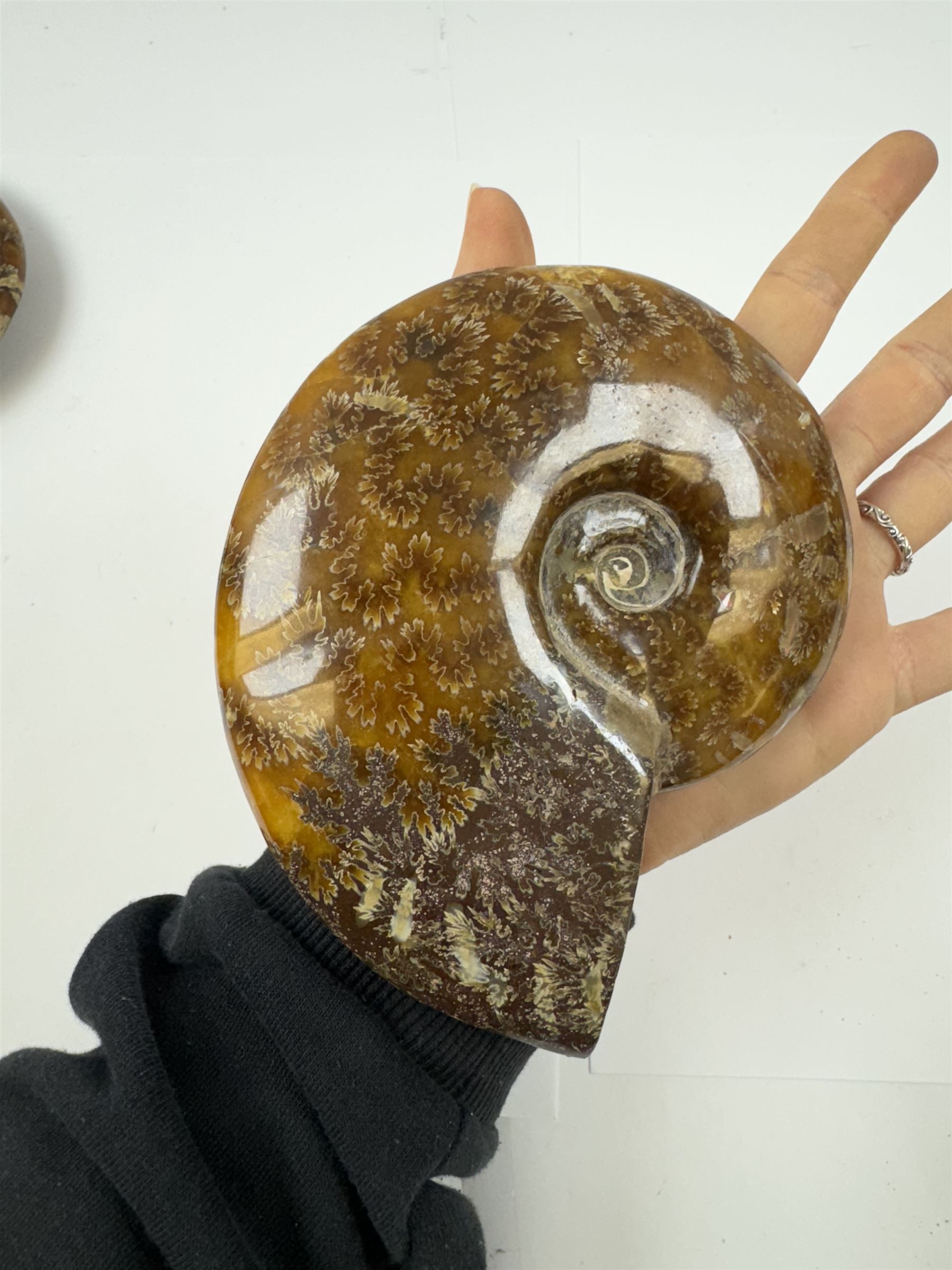 Two Cleoniceras ammonite fossils, with polished finish, age: Cretaceous period, location: Madagascar, D14cm