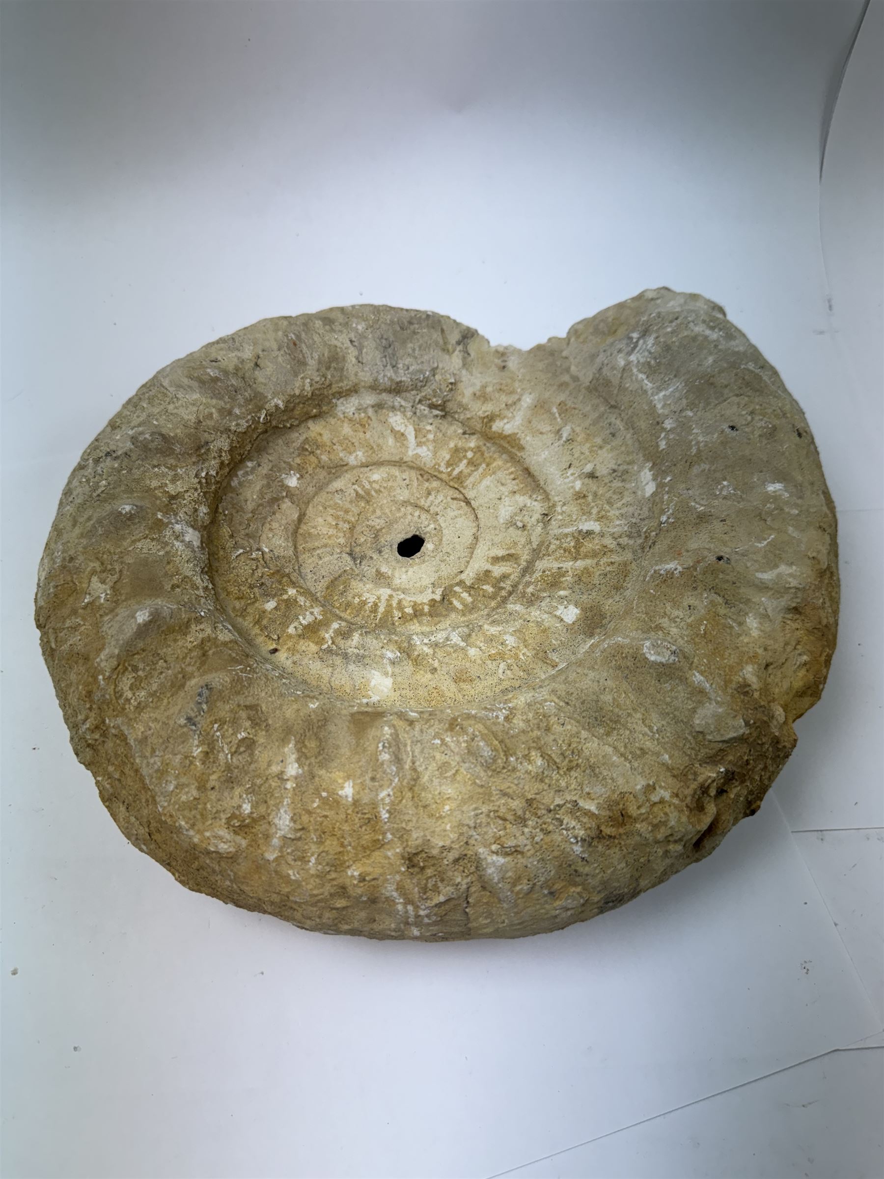 Large ammonite fossil, age; Cretaceous period, location; Morocco, W27cm