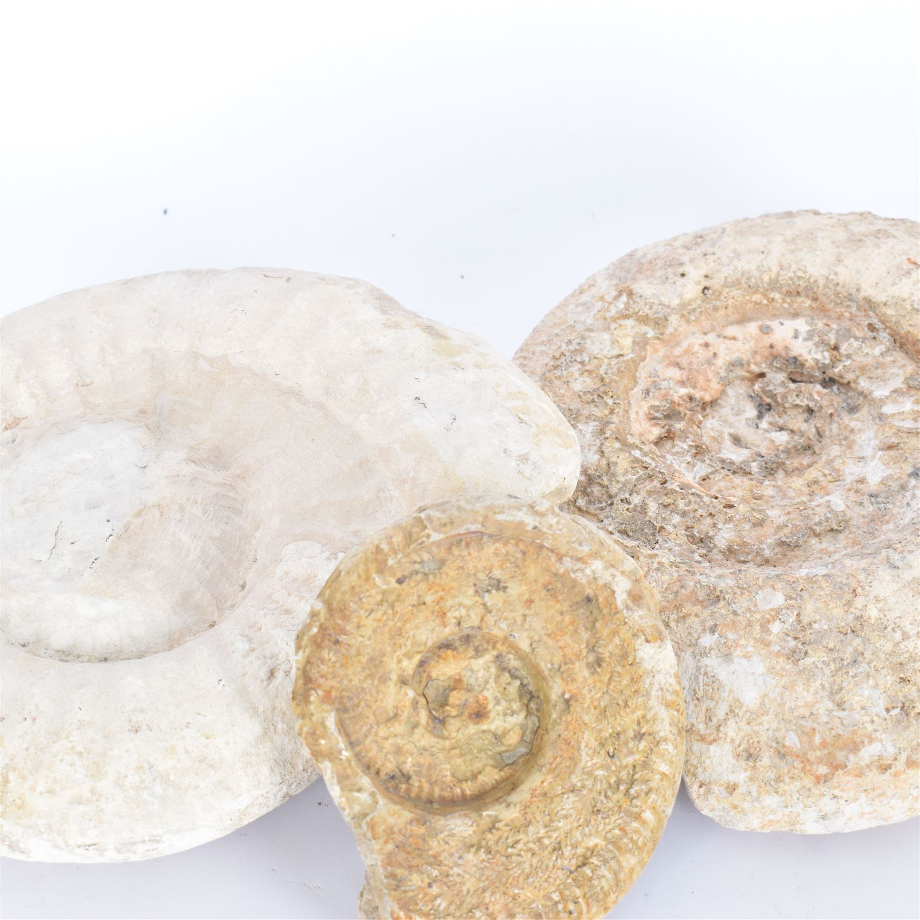 Three ammonite fossils of various sizes, age; Cretaceous period, location; Morocco, W27cm