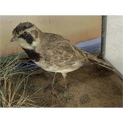 Taxidermy: Cased pair of shore larks (Eremophila alpestris), pair of male and female full mounts male and female, stood on rock work and set against a pale blue painted back board, in ebonised case. H26cm, W38cm, D13.5cm