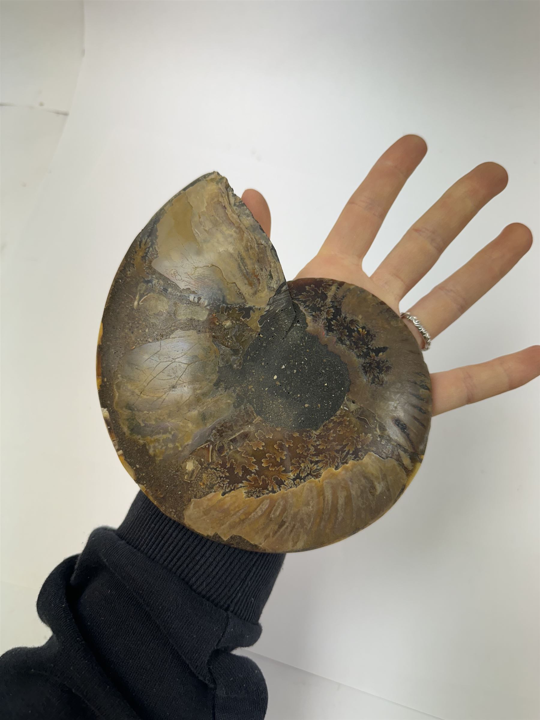 Pair of Cleoniceras ammonite fossil slices, with polished finish, age: Cretaceous period, location: Madagascar, D14cm