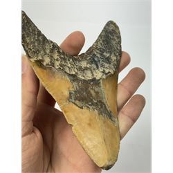 Large Megalodon (Otodus Megalodon) tooth fossil, with fine serrations, age; Miocene period location; Java, Indonisia, H11cm, W9.5cm 
Notes; Believed to have grown as large as 18 metres, the Megalodon was the largest shark and one of the most dominant marine predators ever to have existed. It roamed the ancient seas for around 20 million years until their extinction around 3.6 million years ago. Megalodon teeth vary in colour and ton. influenced and coloured over the millennia by the conditions in which they are preserved