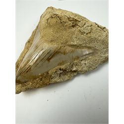 Megalodon (Otodus Megalodon) tooth fossil, with fine serrations, in matrix age; Miocene period location; Java, Indonisia, H12cm, W12cm 
Notes; Believed to have grown as large as 18 metres, the Megalodon was the largest shark and one of the most dominant marine predators ever to have existed. It roamed the ancient seas for around 20 million years until their extinction around 3.6 million years ago. Megalodon teeth vary in colour and ton. influenced and coloured over the millennia by the conditions in which they are preserved