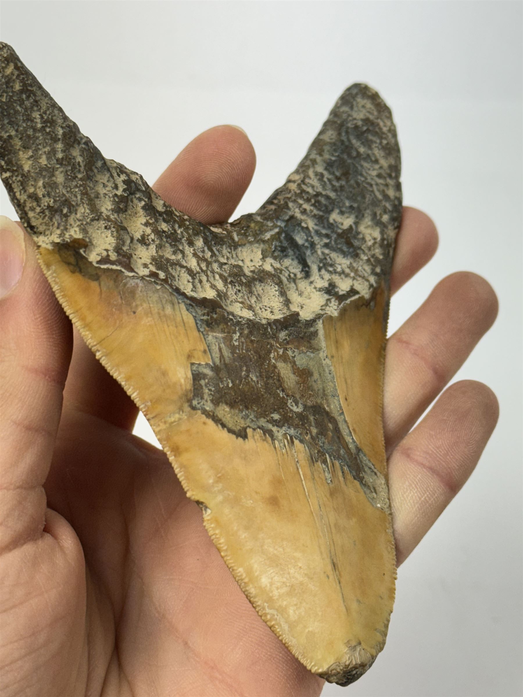 Large Megalodon (Otodus Megalodon) tooth fossil, with fine serrations, age; Miocene period location; Java, Indonisia, H11cm, W9.5cm 
Notes; Believed to have grown as large as 18 metres, the Megalodon was the largest shark and one of the most dominant marine predators ever to have existed. It roamed the ancient seas for around 20 million years until their extinction around 3.6 million years ago. Megalodon teeth vary in colour and ton. influenced and coloured over the millennia by the conditions in which they are preserved