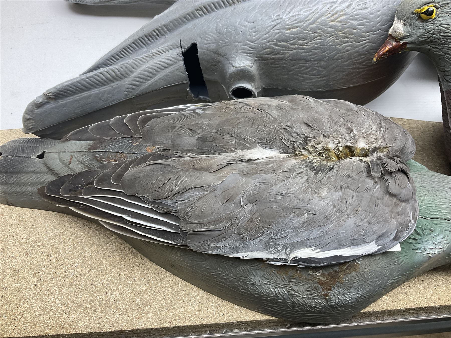 Fourteen Wood Pigeon decoys, together with camouflage netting