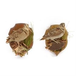 Taxidermy; pair of wall mounted European Woodcocks (Scolopax rusticola), each full adult m...