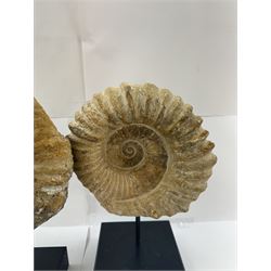 Pair of large ammonite fossil, mounted upon a rectangular wooden base, age; Cretaceous period, location; Morocco, H37cm