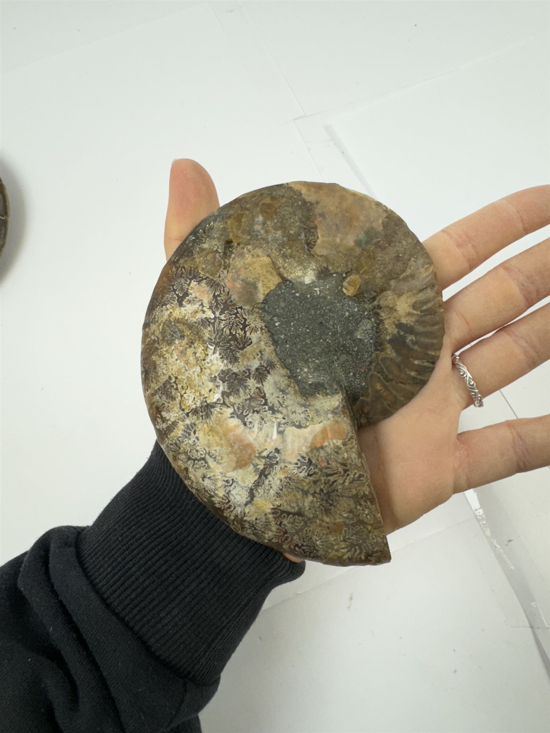 Pair of Cleoniceras ammonite fossil slices, with polished finish, age: Cretaceous period, location: Madagascar, D12cm