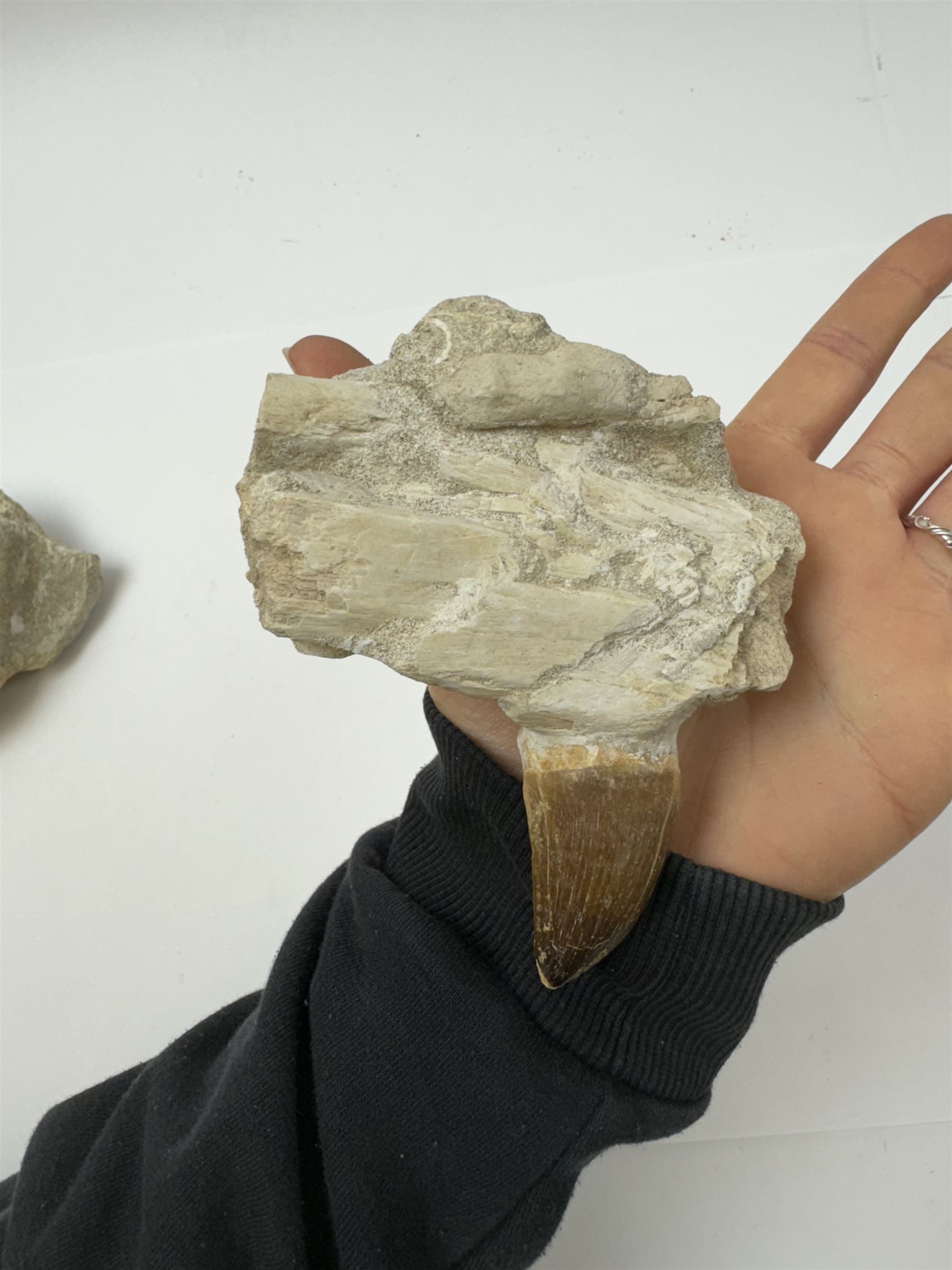 Two Mosasaur prognathodon teeth, each in an individual matrix, largest H14cm 