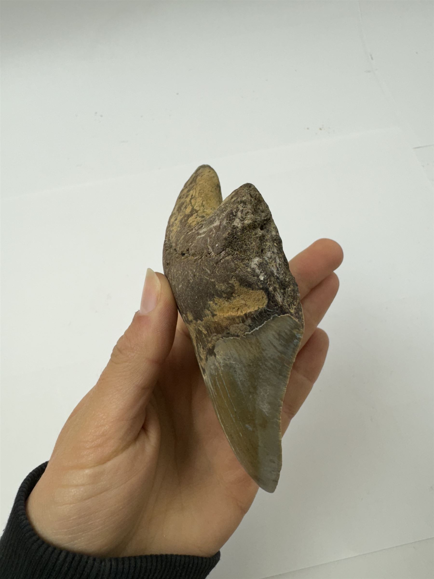 Large Megalodon (Otodus Megalodon) tooth fossil, with fine serrations age; Miocene period location; Java, Indonisia, H11.5cm, W9cm Notes; Believed to have grown as large as 18 metres, the Megalodon was the largest shark and one of the most dominant marine predators ever to have existed. It roamed the ancient seas for around 20 million years until their extinction around 3.6 million years ago. Megalodon teeth vary in colour and ton. influenced and coloured over the millennia by the conditions in which they are preserved