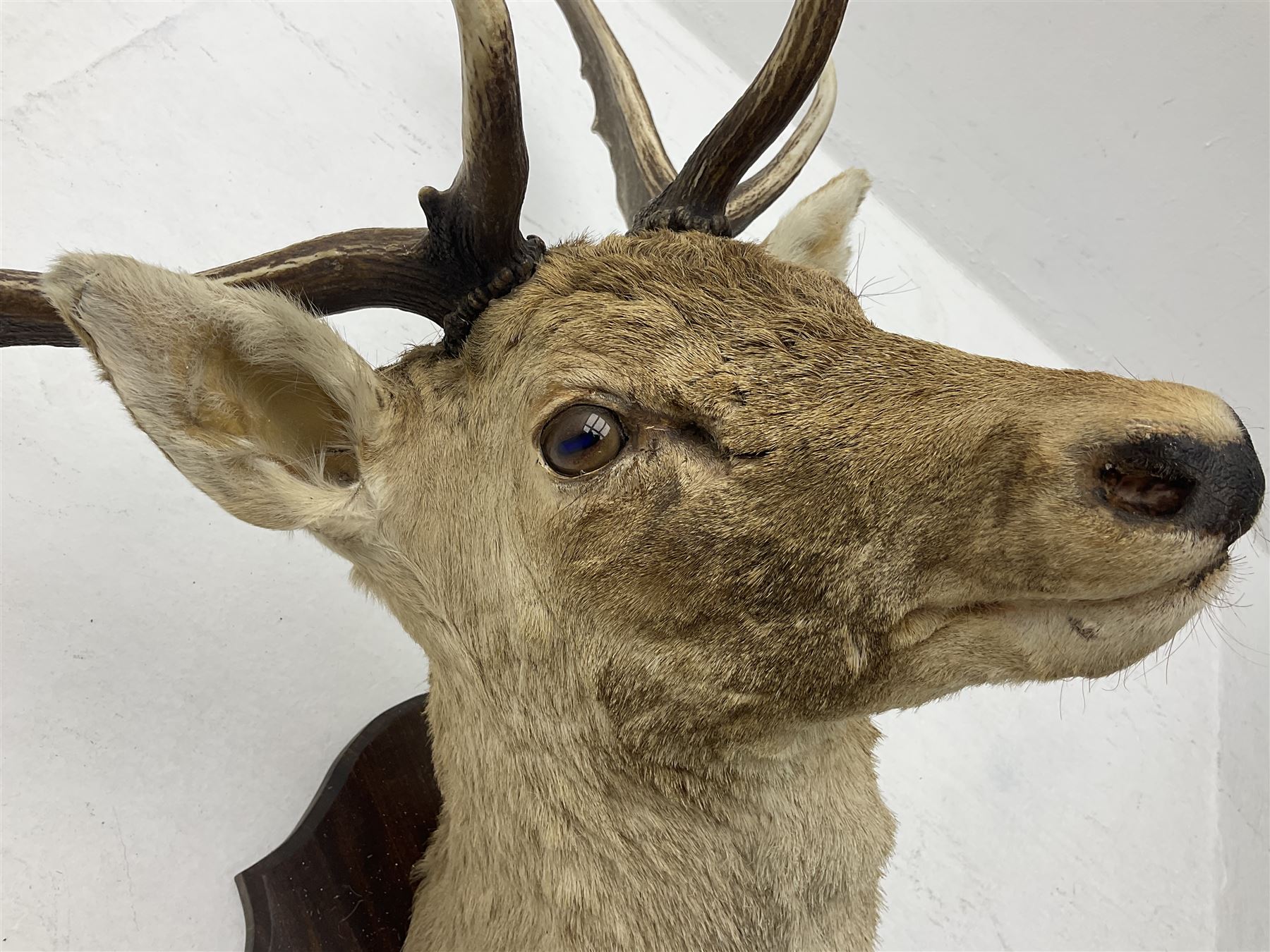 Taxidermy: European Fallow Deer (Dama dama), adult buck shoulder mount looking straight ahead, mounted upon a wooden shield, H110cm D55cm