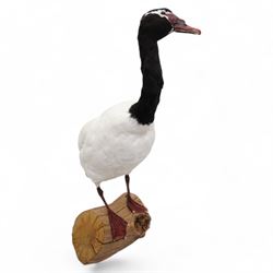 Taxidermy - Black-Necked Swan (Cygnus Melancoryphus), full adult mount upon log H75cm - UK Sale only 