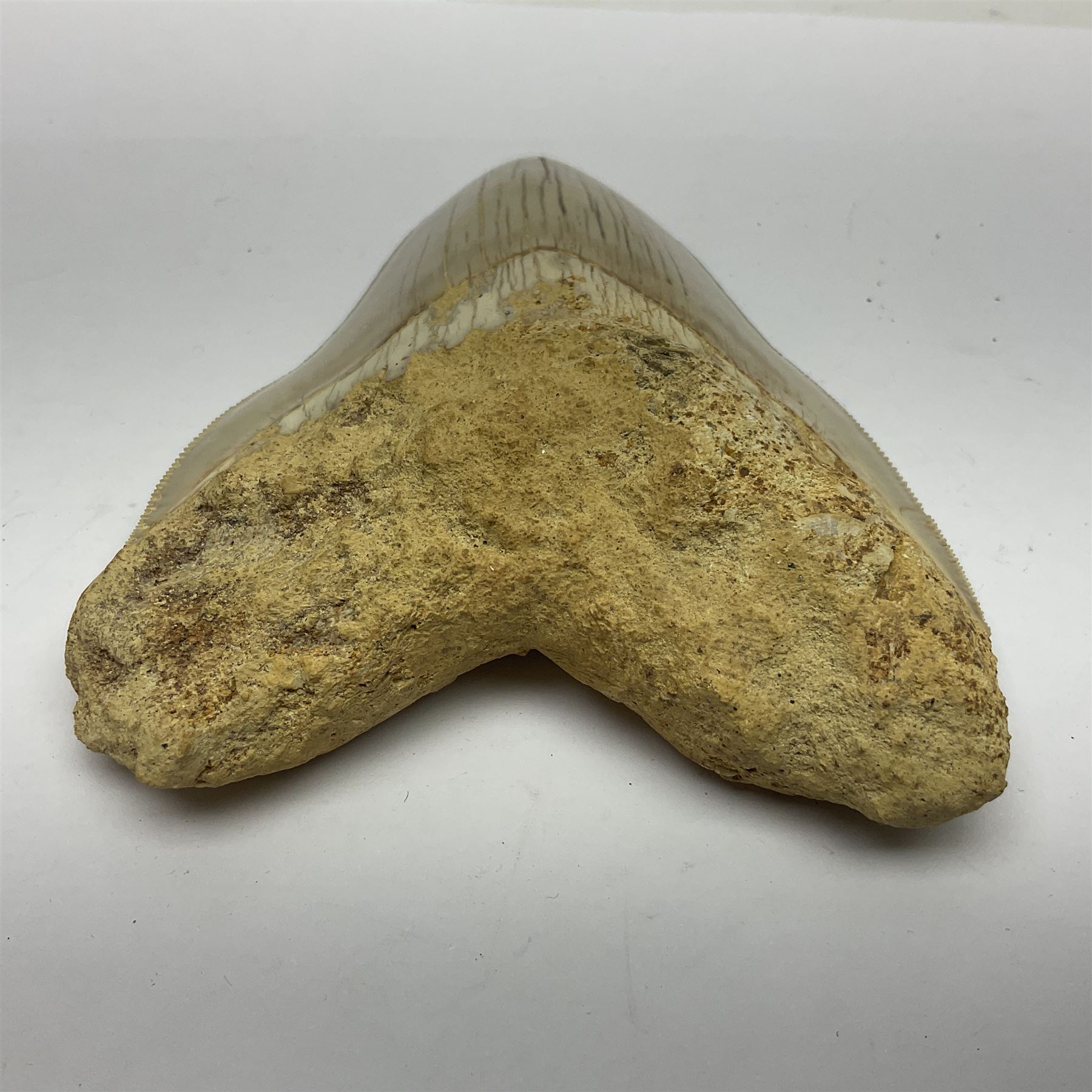 Large Megalodon (Otodus Megalodon) tooth fossil, with fine serrations, age; Miocene period, H11.5cm, W9cm

Notes; Believed to have grown as large as 18 metres, the Megalodon was the largest shark and one of the most dominant marine predators ever to have existed. It roamed the ancient seas for around 20 million years until their extinction around 3.6 million years ago.  Megalodon teeth vary in colour and ton. influenced and coloured over the millennia by the conditions in which they are preserved