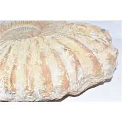 Large ammonite fossil, age; Cretaceous period, location; Morocco, W42cm