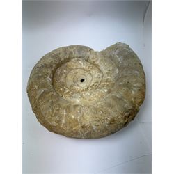 Large ammonite fossil, age; Cretaceous period, location; Morocco, W27cm