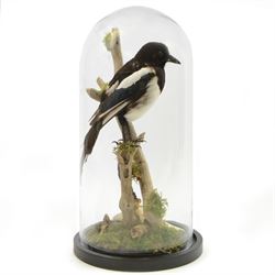 Taxidermy; Cased Magpie (Pica Pica), full adult mount perched upon a branch in a naturalis...