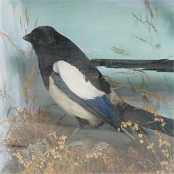 Taxidermy: Victorian pair of magpies (Pica Pica), full mount, painted backboard in glazed display case, 53cm x 36cm x 14cm