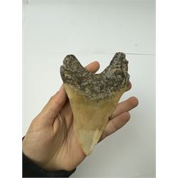 Large Megalodon (Otodus Megalodon) tooth fossil, with fine serrations, age; Miocene period location; Java, Indonisia, H13cm, W9cm 
Notes; Believed to have grown as large as 18 metres, the Megalodon was the largest shark and one of the most dominant marine predators ever to have existed. It roamed the ancient seas for around 20 million years until their extinction around 3.6 million years ago. Megalodon teeth vary in colour and ton. influenced and coloured over the millennia by the conditions in which they are preserved