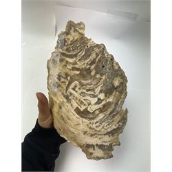 Pair of polished petrified wood specimen, sliced in cross-section and polished to both side to reveal an array of colours, texture to edges, H16cm, L30cm