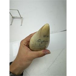 19th century scrimshaw sperm whale tooth, inscribed 1854 Lightening to one side and Red Jacket to the other with a ship at sea, H15cm 