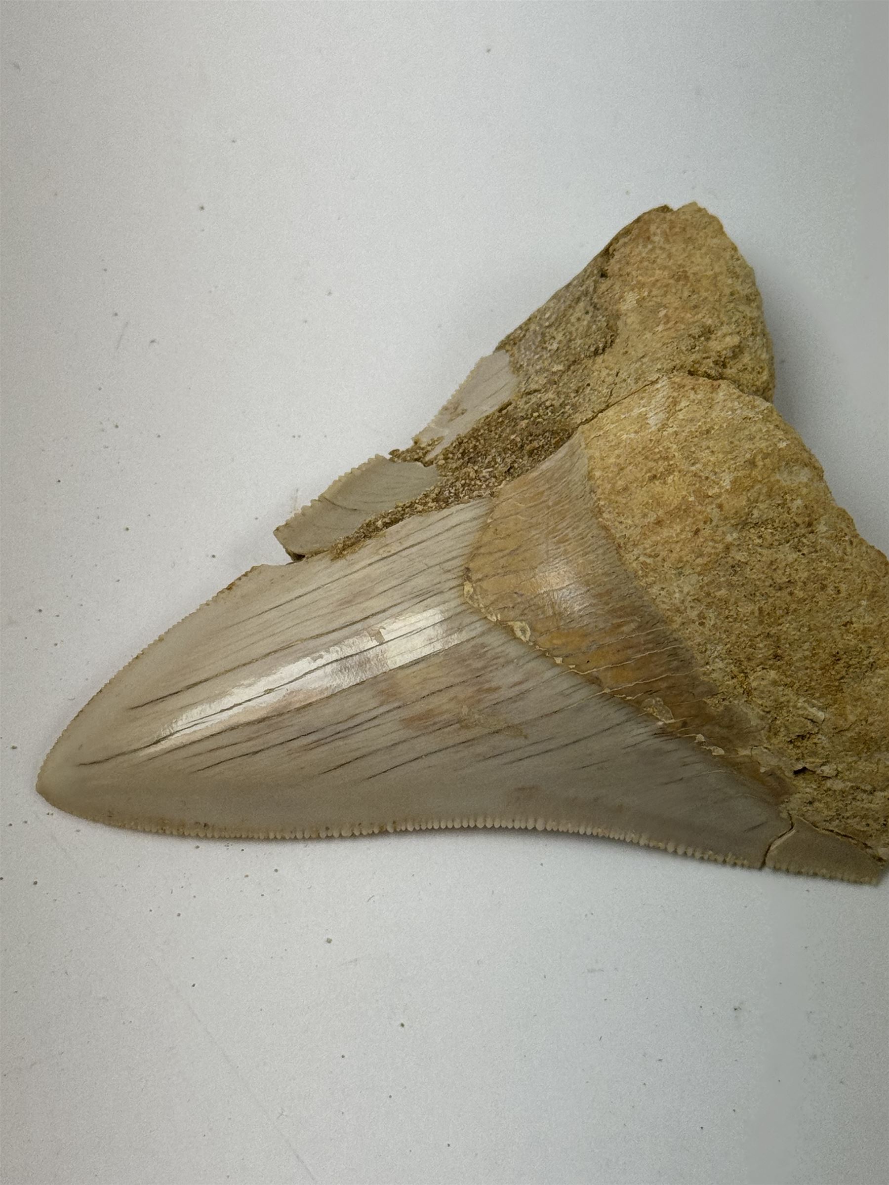 Megalodon (Otodus Megalodon) tooth fossil, with fine serrations, age; Miocene period location; Java, Indonisia, H9cm, W7cm 
Notes; Believed to have grown as large as 18 metres, the Megalodon was the largest shark and one of the most dominant marine predators ever to have existed. It roamed the ancient seas for around 20 million years until their extinction around 3.6 million years ago. Megalodon teeth vary in colour and ton. influenced and coloured over the millennia by the conditions in which they are preserved