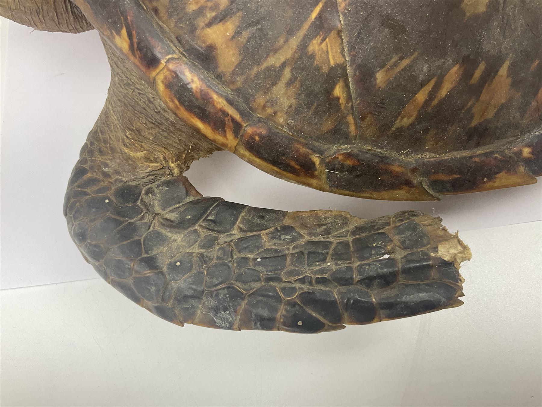 Taxidermy: Hawksbill Sea Turtle (Eretmochelys imbricata), juvenile full mount, beak to shell base, 40cm