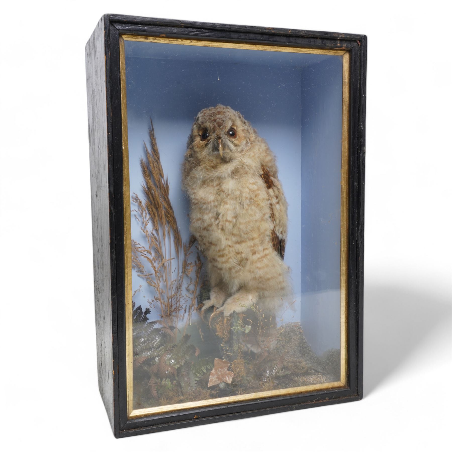 Taxidermy - Victorian cased Tawny Owl (Strix Aluco), full adult mount upon tree stump in naturalistic setting H46cm