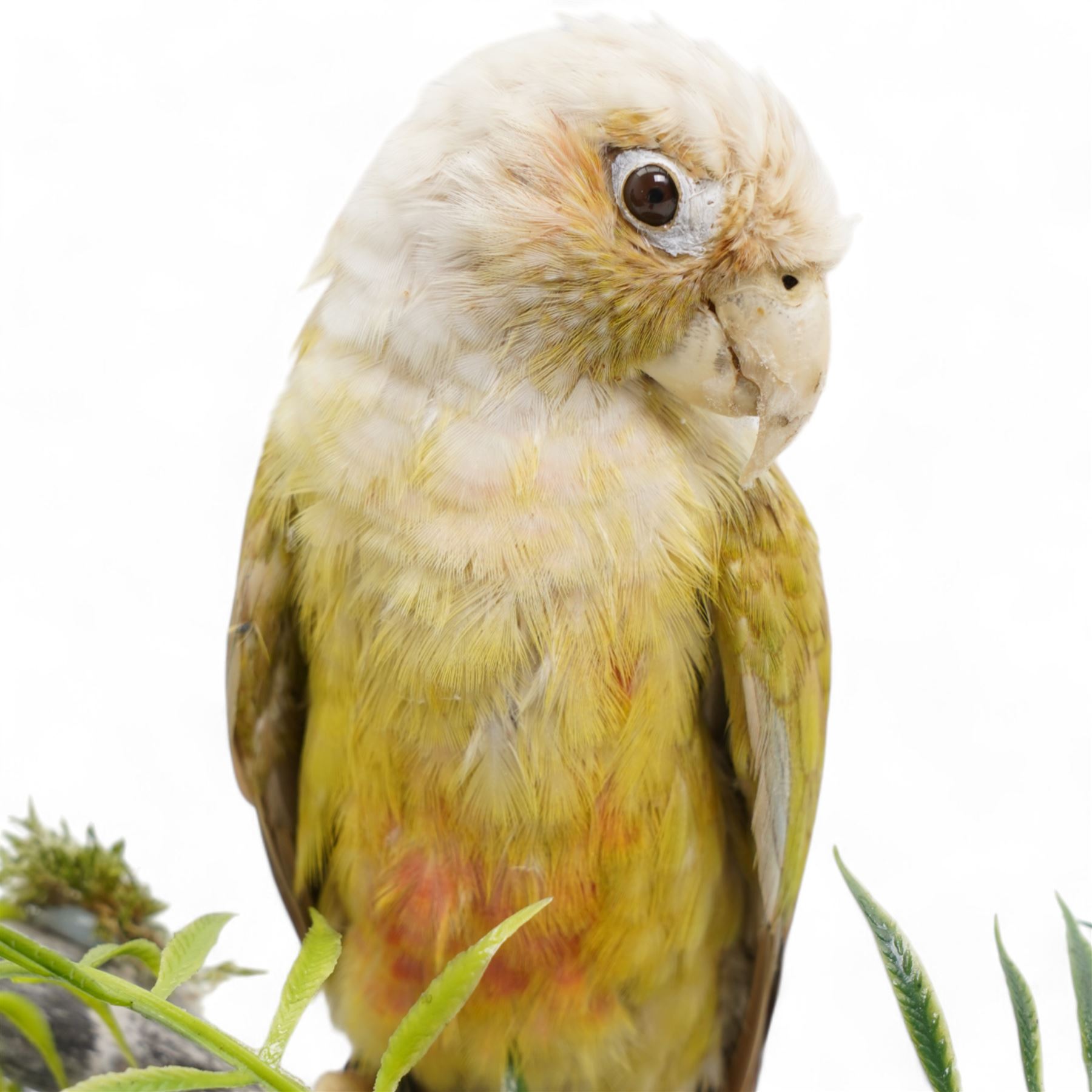 Taxidermy: Cinnamon Green-Cheeked Conure (Pyrrhura Molinae), full adult mount upon a branch in a naturalistic setting, enclosed within a glass dome H40cm - UK Sale only