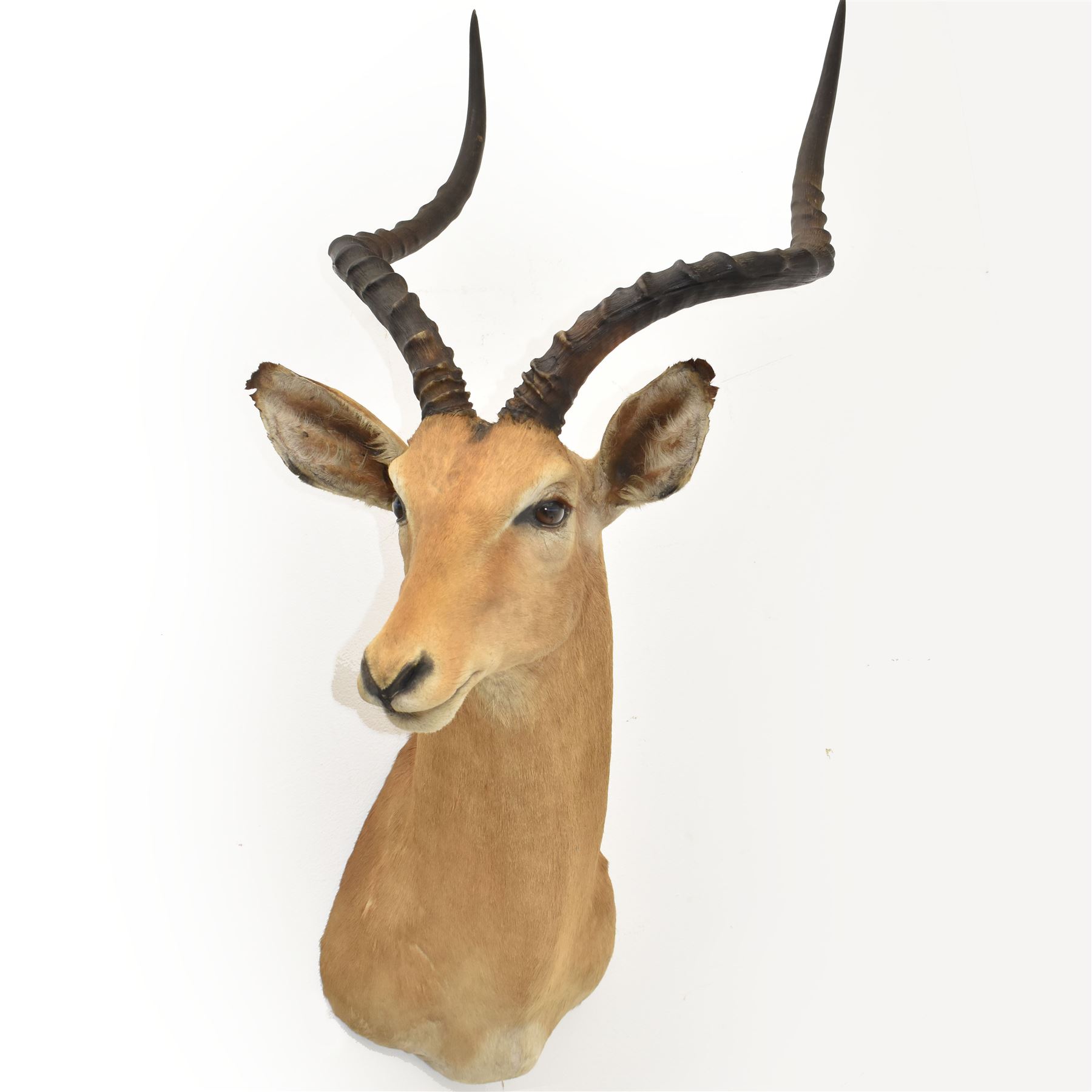 Taxidermy: Common impala (Aepyceros melampus) male, high quality shoulder mount looking to the right, H90cm