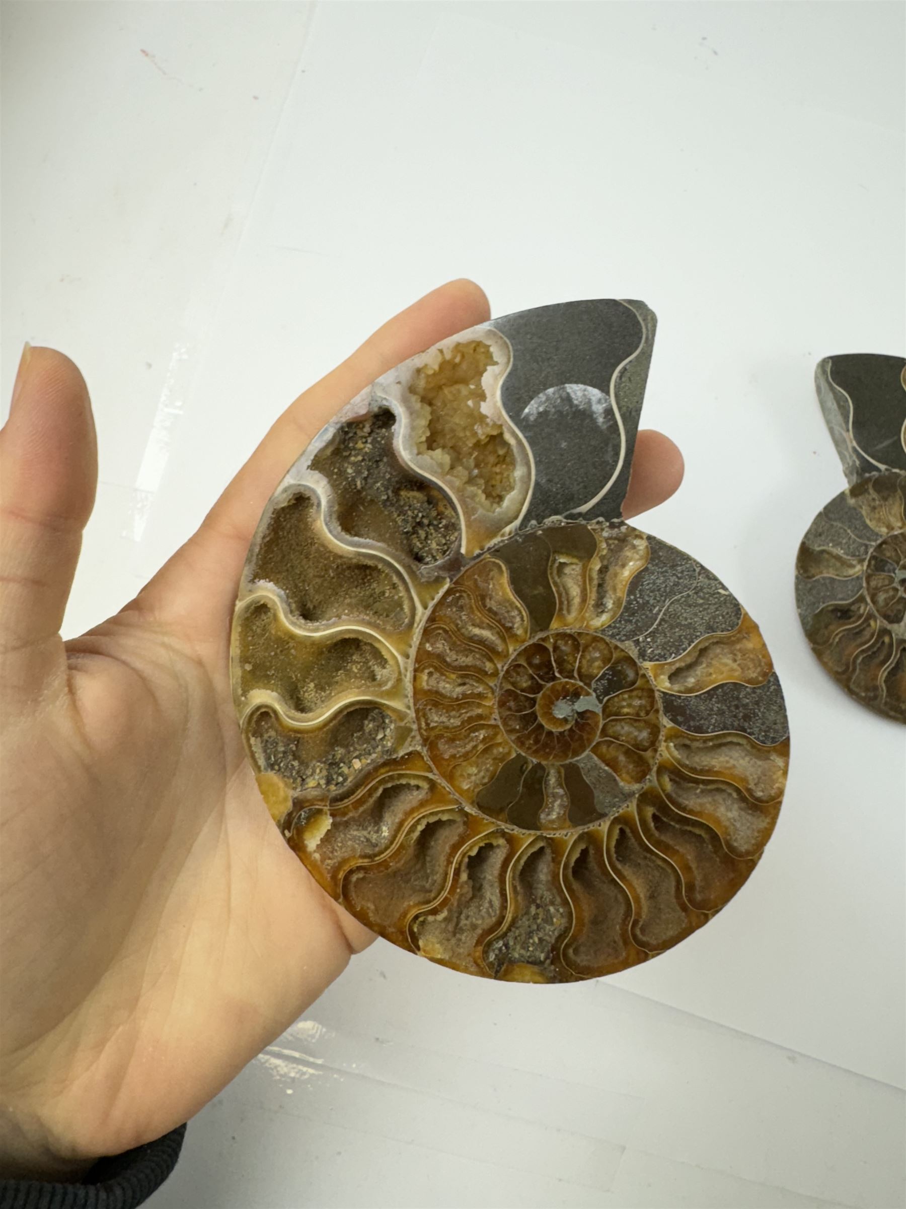 Pair of Cleoniceras ammonite fossil slices, with polished finish, age: Cretaceous period, location: Madagascar, D12cm