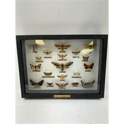 Entomology: Single glazed display of Moths of the British Isles, circa 20th century, single glazed display containing nineteen various specimens, including Privet Hawk moth, Puss moth, Lime Hawk moth, Elephant hawk moth, some with attached data labels, all pinned upon foam backing and named labels, enclosed within a glazed ebonised display case, H28cm, L38cm