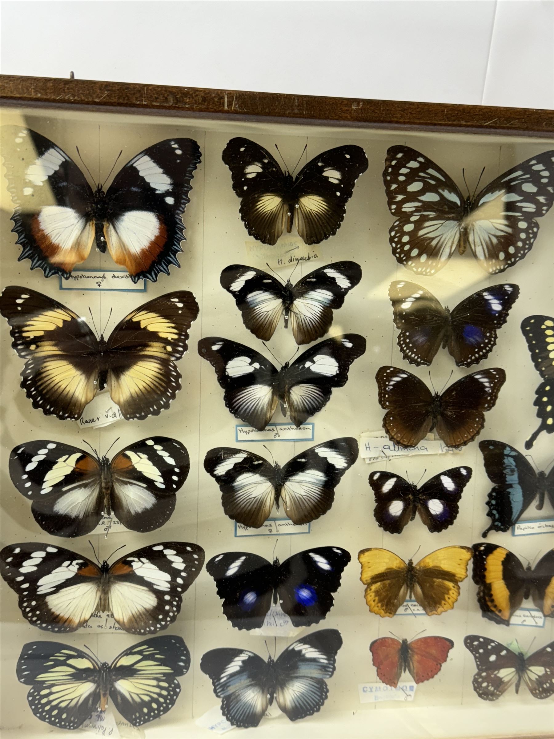 Entomology: Single glazed display of African butterflies, circa 20th century, single glazed display containing twenty six various specimens, many with attached data labels and name labels, all pinned upon foam backing, enclosed within a glazed entomology drawer, makers label to verso 'Product of J.J Hill & Son, London N.W.10' H35cm, L45cm