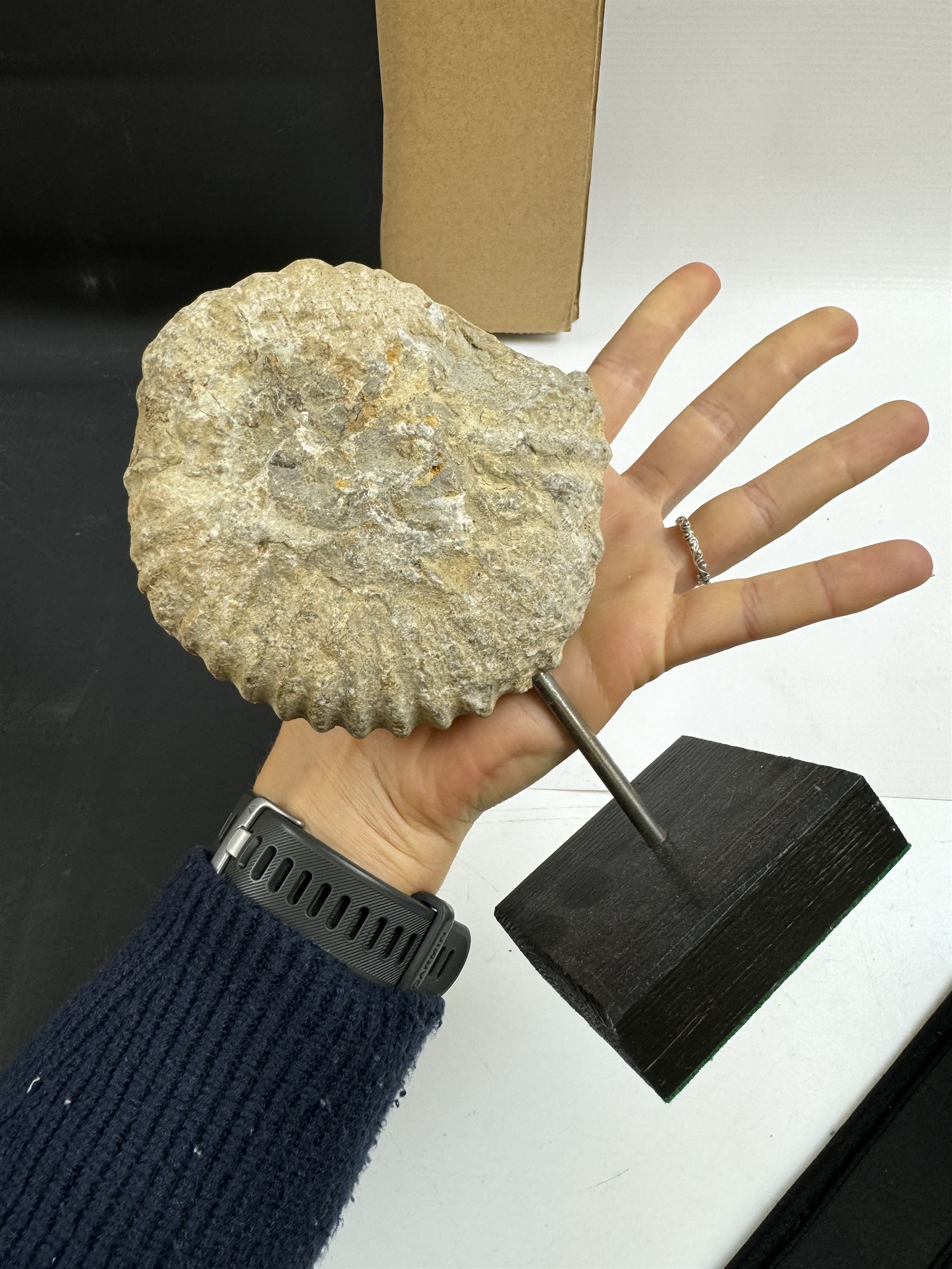 Ammonite fossil, mounted upon a rectangular wooden base, age; Cretaceous period, location; Morocco, H18cm