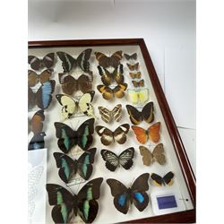 Entomology: Single glazed display of butterflies, circa 20th century, single glazed display containing thirty six various specimens, some with attached data labels, all pinned upon foam backing and named labels, enclosed within a glazed entomology drawer, H46cm, W46cm