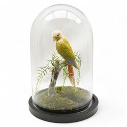 Taxidermy: Cinnamon Green-Cheeked Conure (Pyrrhura Molinae), full adult mount upon a branc...