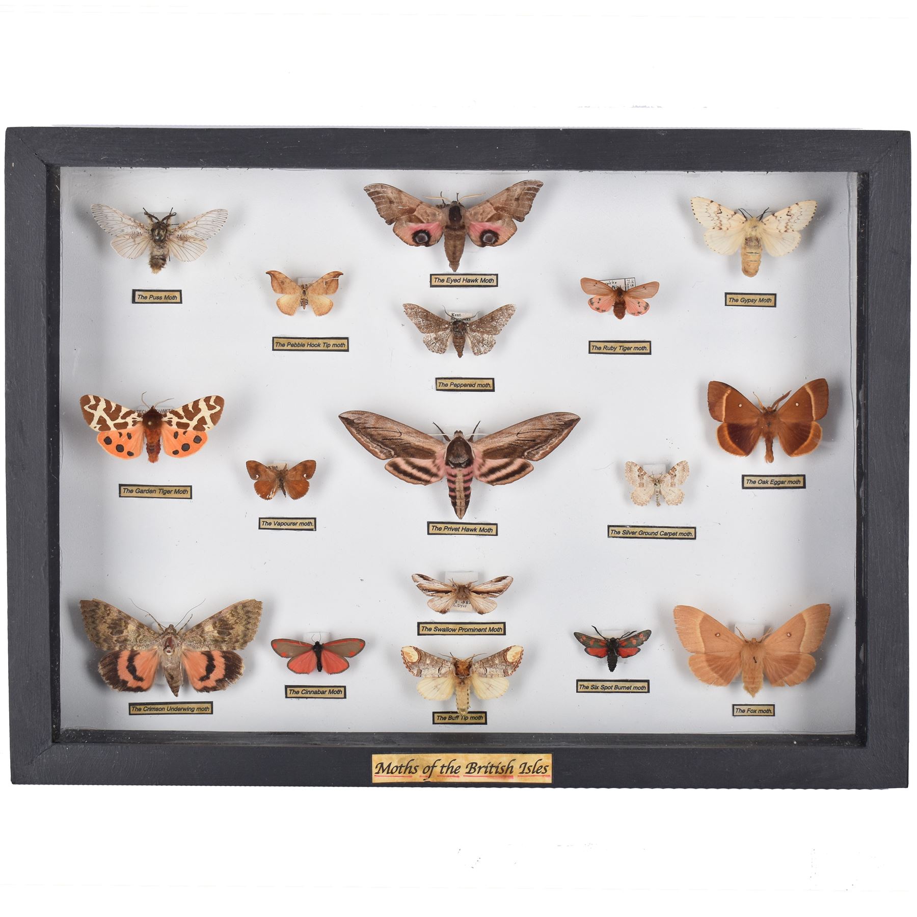 Entomology: Single glazed display of Moths of the British Isles, circa 20th century, single glazed display containing seventeen various specimens, including Privet Hawk moth, Eyed Hawk moth, Fox moth, some with attached data labels, all pinned upon foam backing and named labels, enclosed within a glazed ebonised display case, H28cm, L39cm