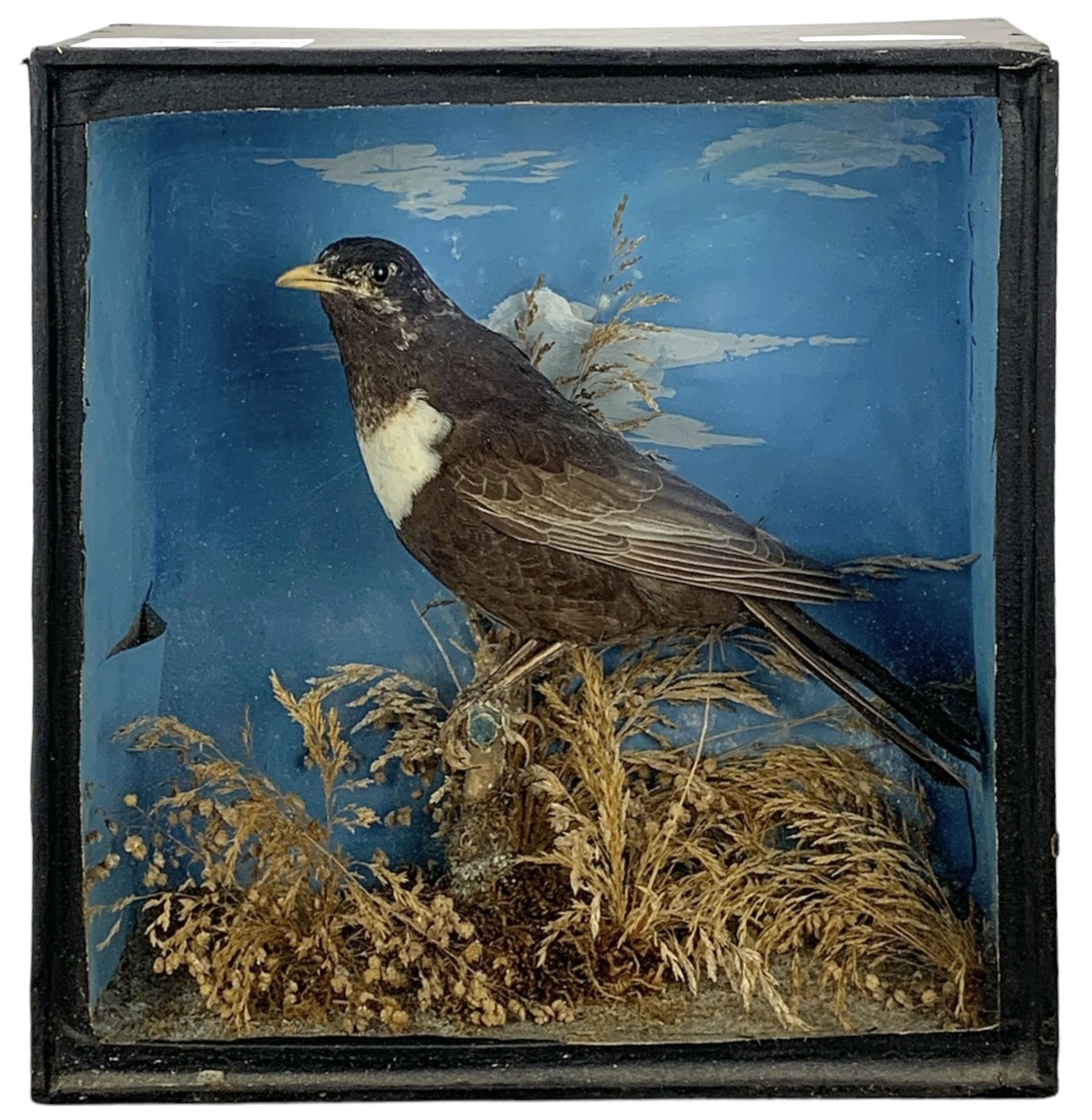 Taxidermy: Cased Ring Ouzel (Turdus torquatus) and a cased Eurasian jay (Garrulus glandarius), both full mounts perched on naturalistic grounds and set against a pale blue painted back board, in ebonised cases. H29cm, W27.5cm, D11.5cm and H41.5cm, W34.5cm, D16cm (2)