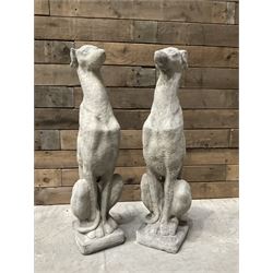 Pair of cast stone tall seated greyhounds, on square plinth base